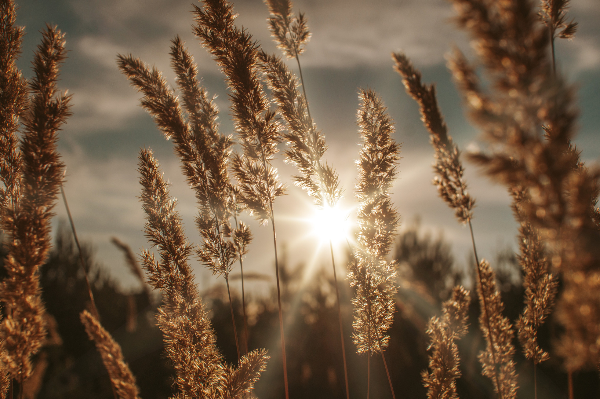 Brown Wheat Field